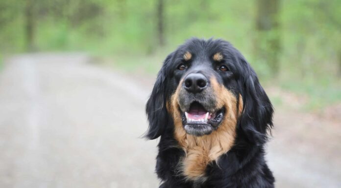 I 5 cani più costosi da assicurare
