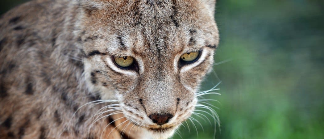 Lince balcanica