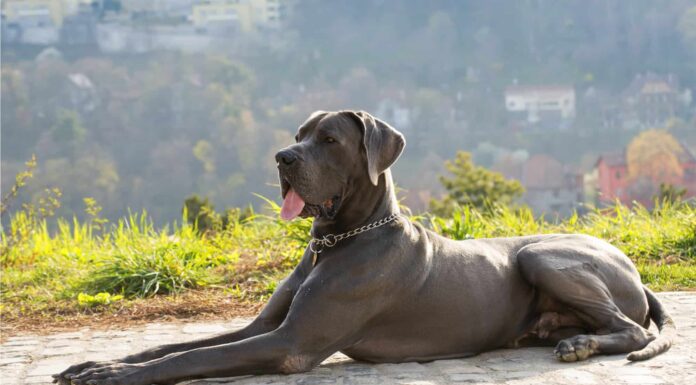 Denti di alano: tutto ciò che devi sapere
