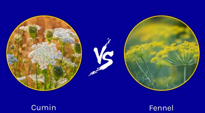 Cumino vs Finocchio: quali sono le loro differenze?
