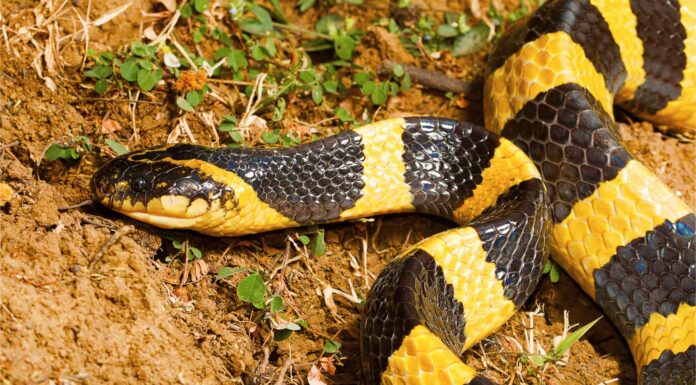 Krait fasciato
