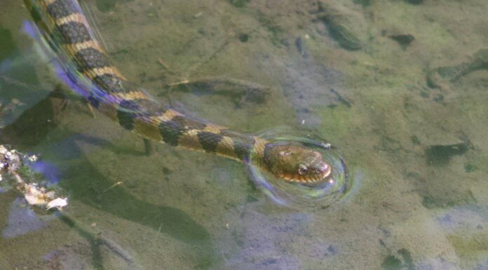 Serpente d'acqua fasciato
