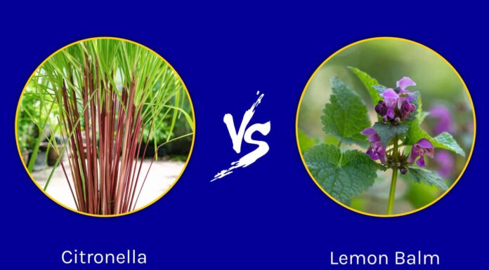 Citronella vs Melissa: quali sono le differenze?
