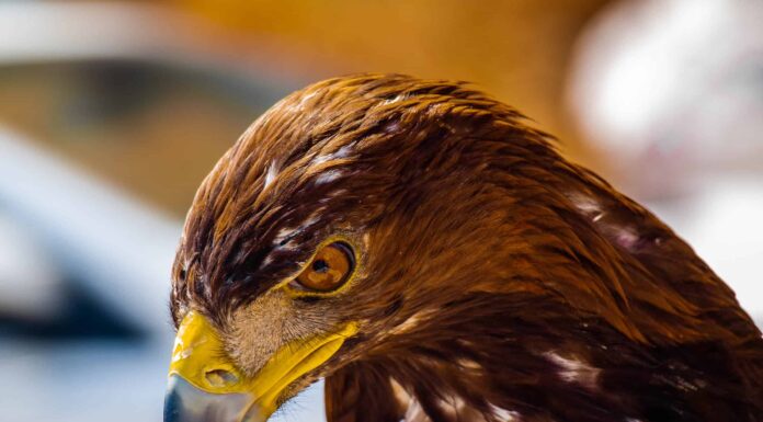 Quanto sono veloci le aquile reali?
