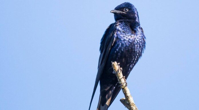 A The Best Nest Boxes Birds Will Actually Use for 2022