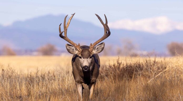 Stagione dei cervi in ​​Oregon: tutto ciò che devi sapere per essere preparato
