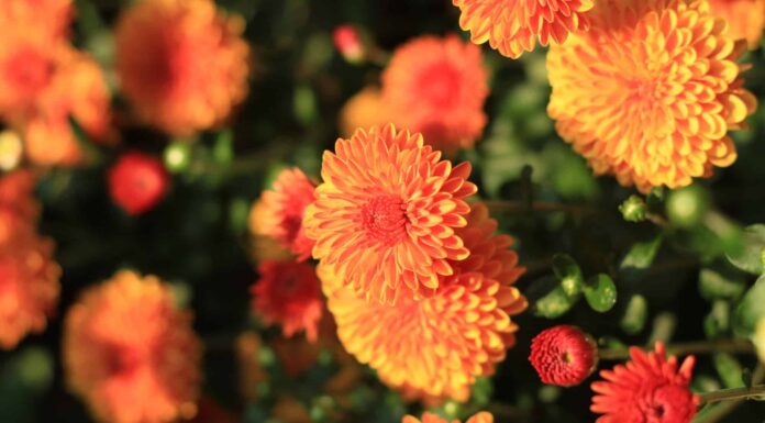 Cosa piantare a novembre: la guida completa
