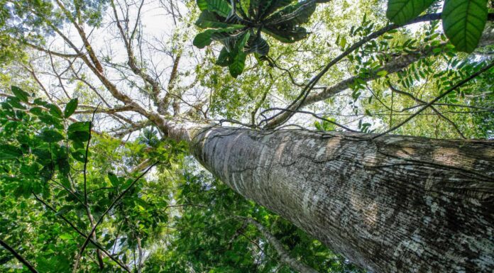 I diversi tipi di alberi sempreverdi
