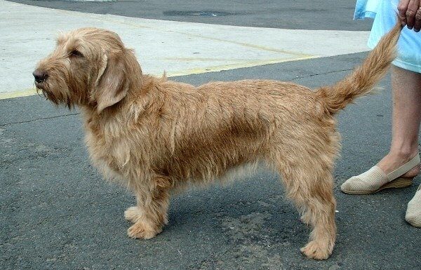 Basset Fauve de Bretagne
