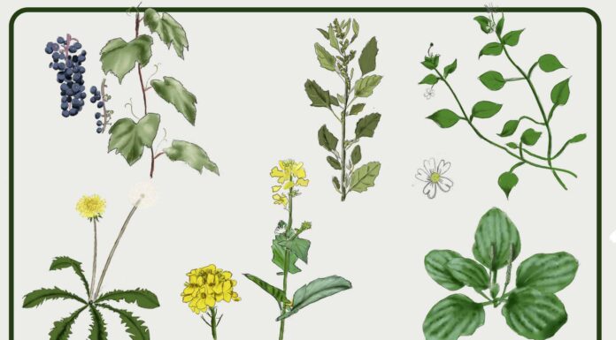 6 erbacce commestibili: come identificarle e usarle
