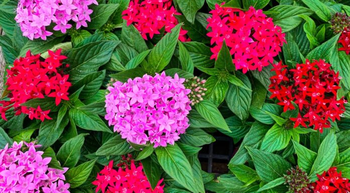 Blanket Flower (Gaillardia pulchella)
