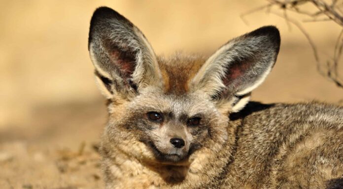 Volpe dalle orecchie di pipistrello
