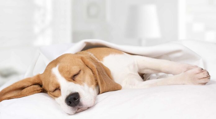 Ecco perché il tuo cane dorme così tanto
