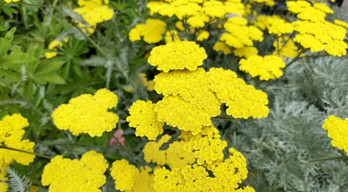 7 migliori fiori perenni per il Michigan
