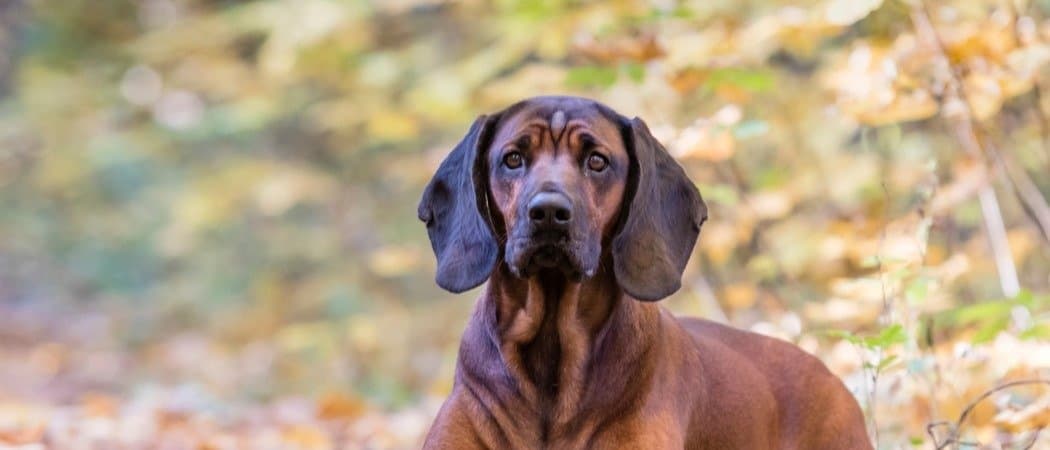 Segugio di montagna bavarese