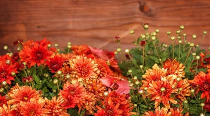 Flowers to Plant in November