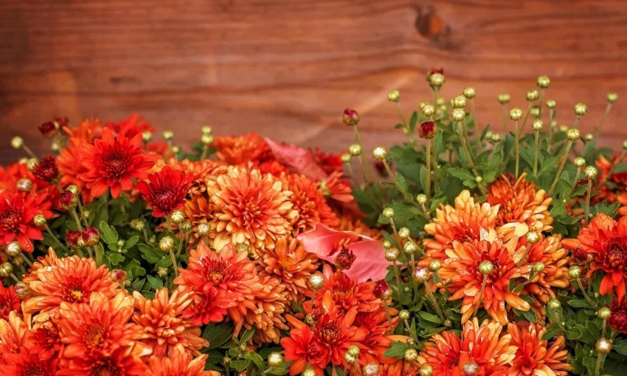 Flowers to Plant in November