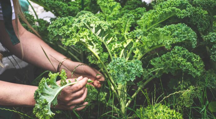 7+ verdure da piantare a novembre
