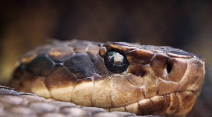 Cottonmouth in Georgia: dove vivono e quanto spesso mordono 
