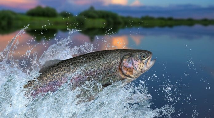 Largest Salmon - Chum Salmon