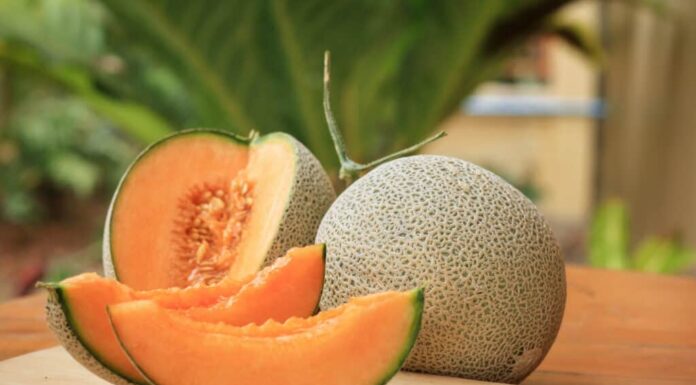  Sì!  I cani possono mangiare il melone.  Ecco perché
