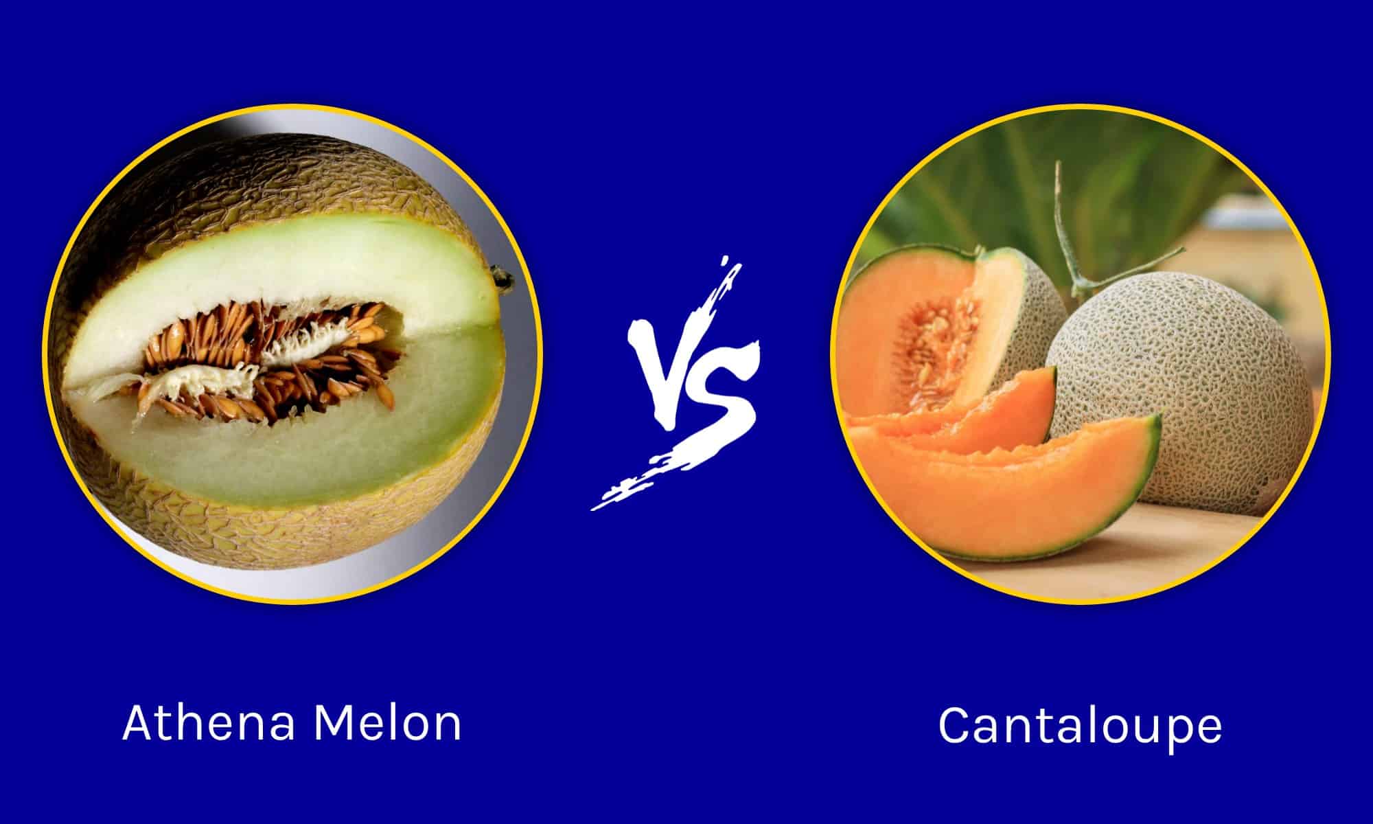 Athena Melon vs. Cantalupo: qual è la differenza?