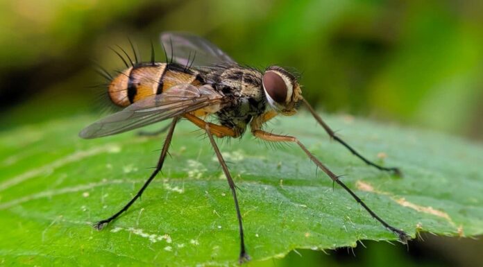 Denti di tafano: hanno i denti?
