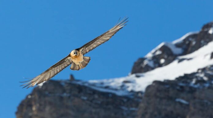 bearded vulture flying with wings out