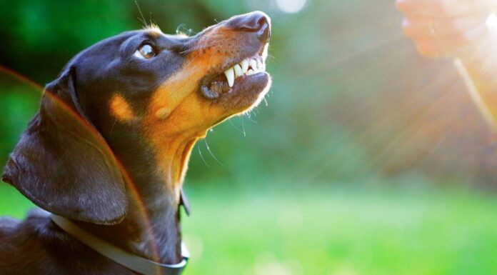 Dachshund puppy outside