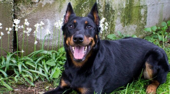 Beauceron

