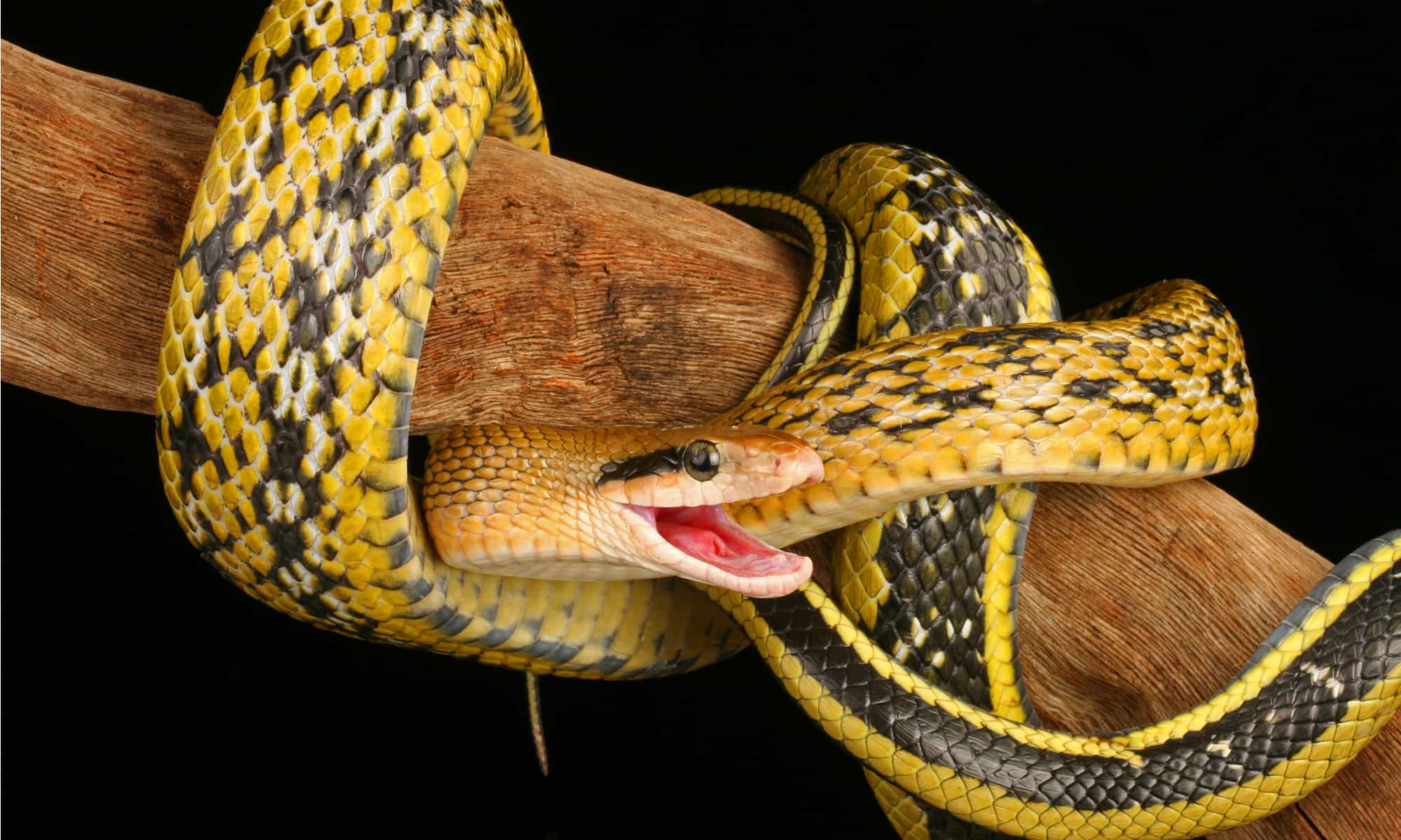 The body of the beauty rat snake ranges from yellowish-brown to an olive green hue, though the tail is darker than the head.