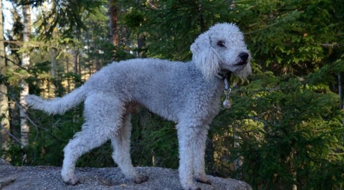 Bedlington terrier
