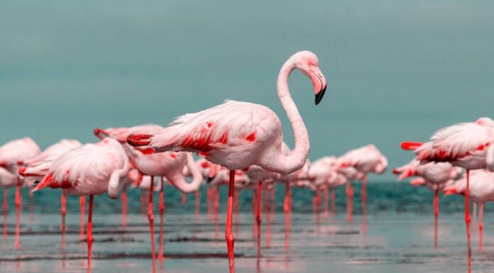 Denti da fenicottero: hanno i denti?
