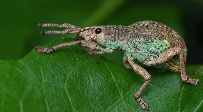 Types of beetles - Weevil
