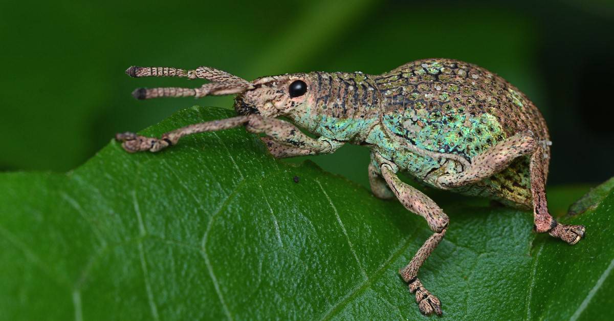 Types of beetles - Weevil