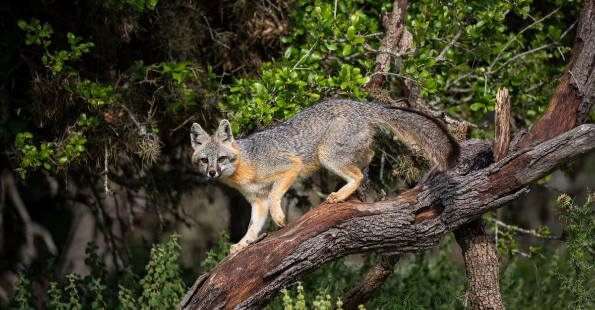 Mysterious Gray Animals - Gray Fox