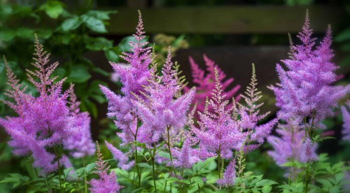 10 fiori perenni alti
