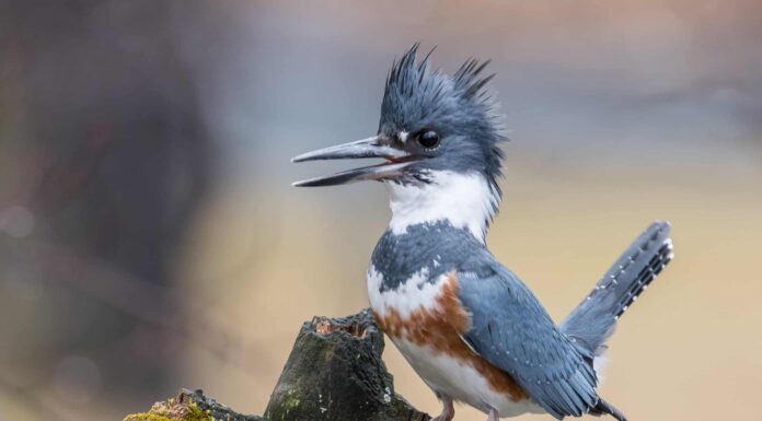 Martin pescatore con cintura
