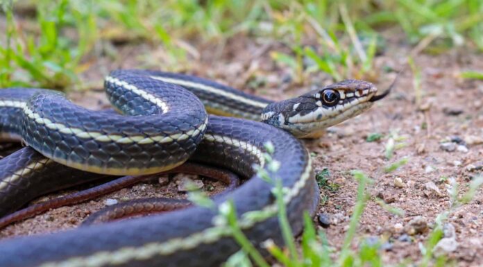 Southern Pacific Rattlesnake (Crotalus viridis helleri)