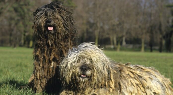 Bergamasco
