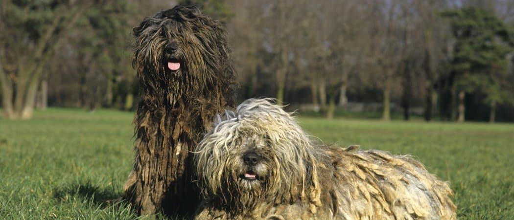 Bergamasco