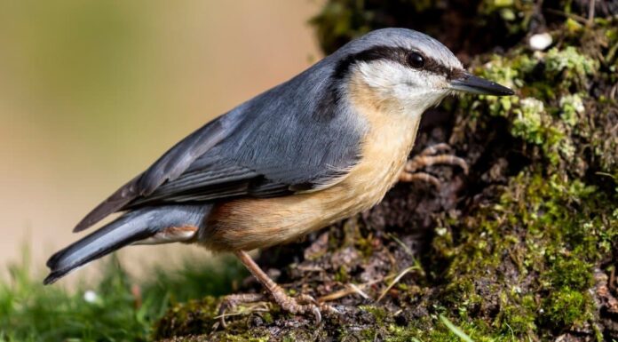 Cosa mangiano i picchi muratori?

