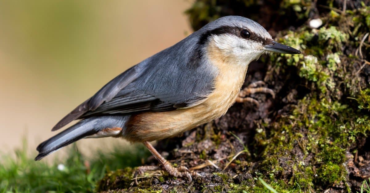 Cosa mangiano i picchi muratori?