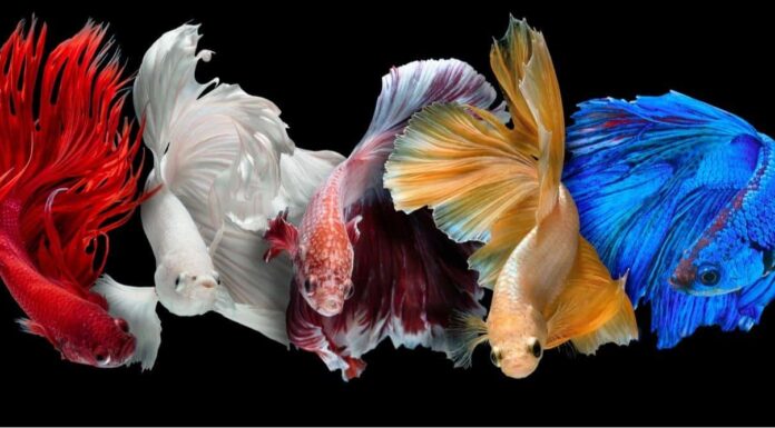 Betta Fish (pesce combattente siamese)

