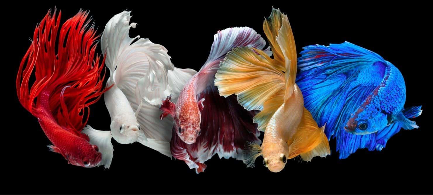 Betta Fish (pesce combattente siamese)