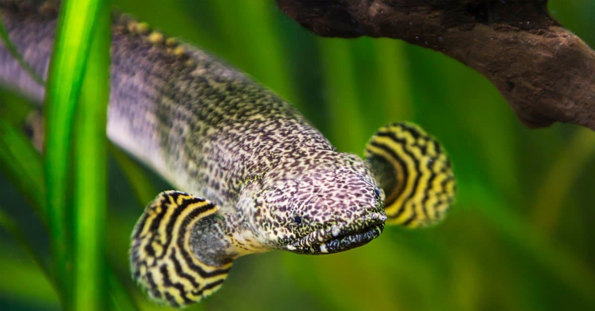 Bichir