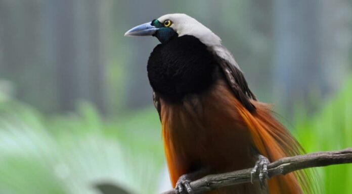 Uccello del paradiso
