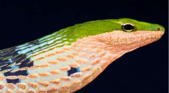 Thelotornis kirtlandii closeup