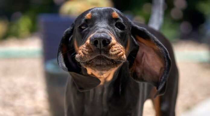Coonhound nero focato

