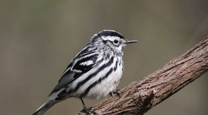 Warbler in bianco e nero
